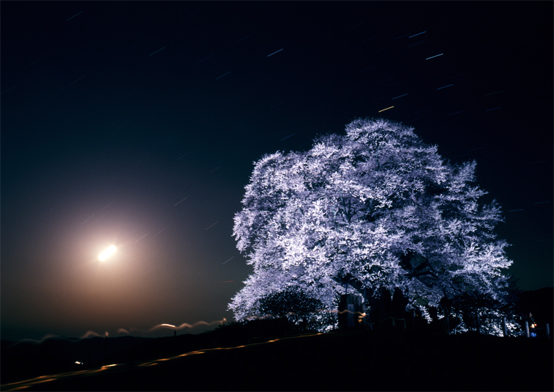 幽玄醍醐桜